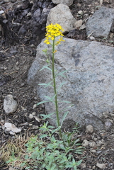 Erysimum perenne