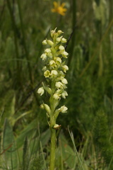 Pseudorchis albida albida