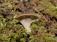 Pleurotus australis