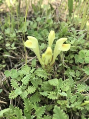 Scutellaria orientalis orientalis