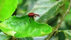 Paratrachelophorus nodicornis