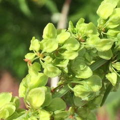 Rumex
