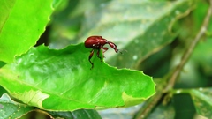 Paratrachelophorus nodicornis