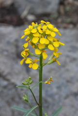 Erysimum perenne
