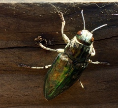 Chalcophora mariana massiliensis