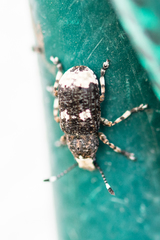 Platystomos albinus