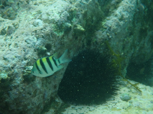Photo of Indo-Pacific sergeant (Abudefduf vaigiensis)
