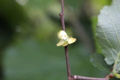 Phytoptus avellanae