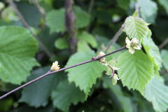 Phytoptus avellanae