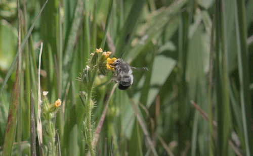 iNaturalist observation photo of Common Digger Bees