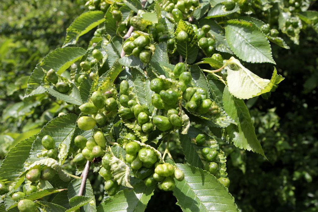 Fig Gall