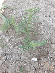 Aristolochia maurorum