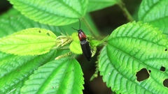 Ludioschema obscuripes