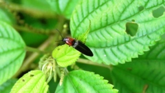 Ludioschema obscuripes