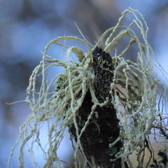 Ramalina pacifica