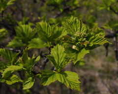 Crataegus chlorosarca