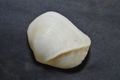 Leporimetis ephippium