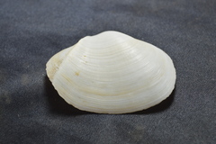 Leporimetis ephippium