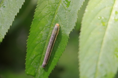 Phymatoceropsis fulvocincta