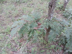 Brachystegia stipulata