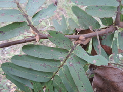 Brachystegia stipulata