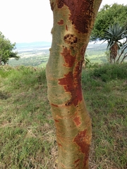 Vachellia xanthophloea