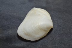 Leporimetis ephippium