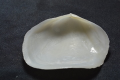 Leporimetis ephippium