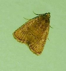 Condicinae