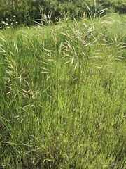 Bromus riparius