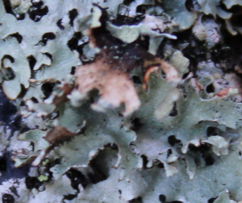 Parmotrema reticulatum image
