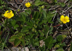 Potentilla stolonifera