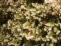 Erica subdivaricata