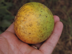 Strychnos madagascariensis