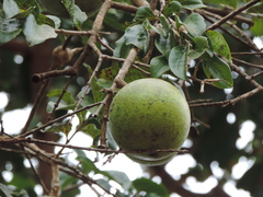 Strychnos madagascariensis