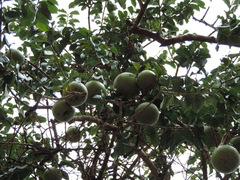 Strychnos madagascariensis