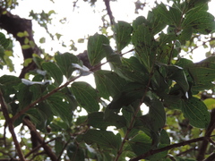 Strychnos madagascariensis