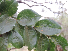 Strychnos madagascariensis