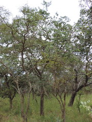 Strychnos madagascariensis