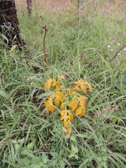 Tacca leontopetaloides