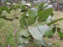 Isoberlinia angolensis