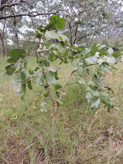 Isoberlinia angolensis