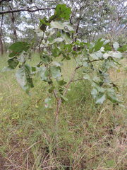 Isoberlinia angolensis