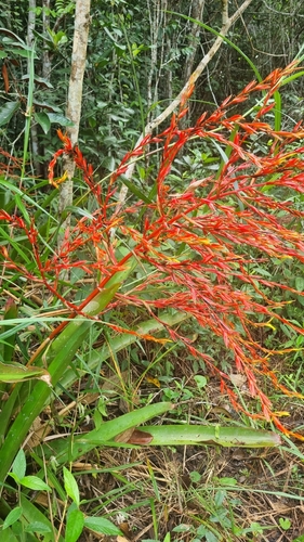 Aechmea blanchetiana