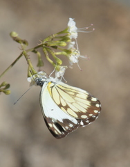 Belenois creona