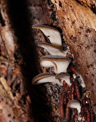 Pleurotus australis