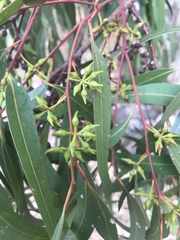 Eucalyptus camaldulensis