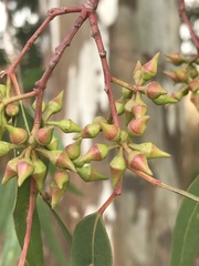 Eucalyptus camaldulensis