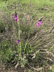 Gladiolus