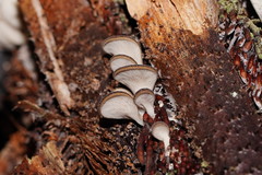 Pleurotus australis